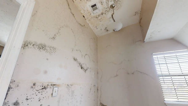 Best Mold-Related Health Consultation  in Lakeland Highlands, FL