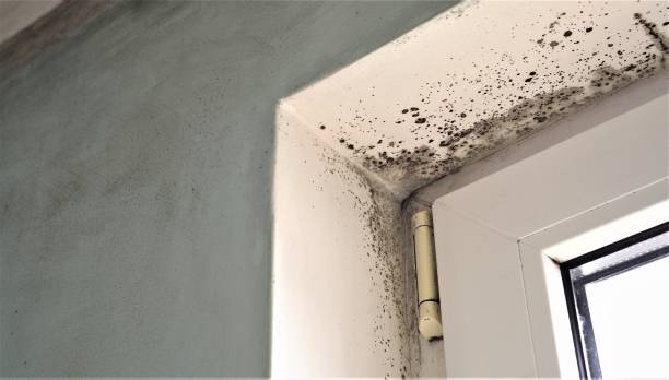 Best Environmental Consulting for Mold Prevention  in Lakeland Highlands, FL